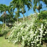 Belle Martinique