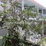 Belle Martinique