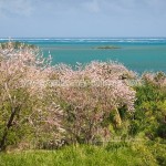 Belle Martinique