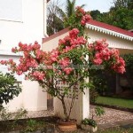 Belle Martinique
