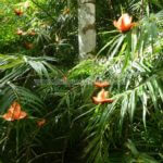 Belle Martinique