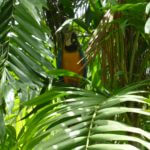 Belle Martinique