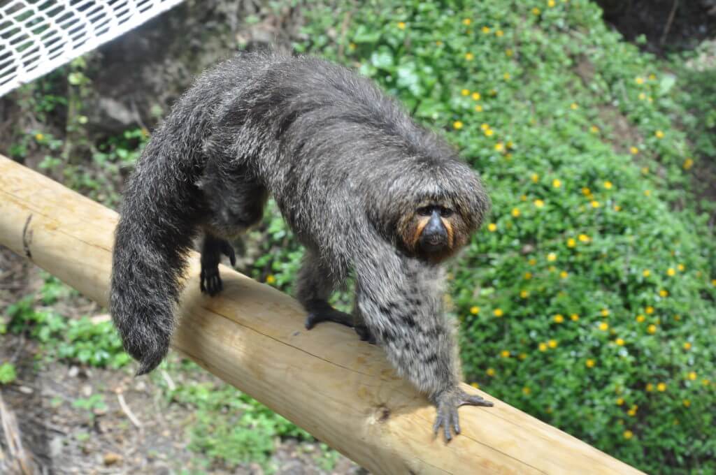 zoo-le-carbet-martinique (16)