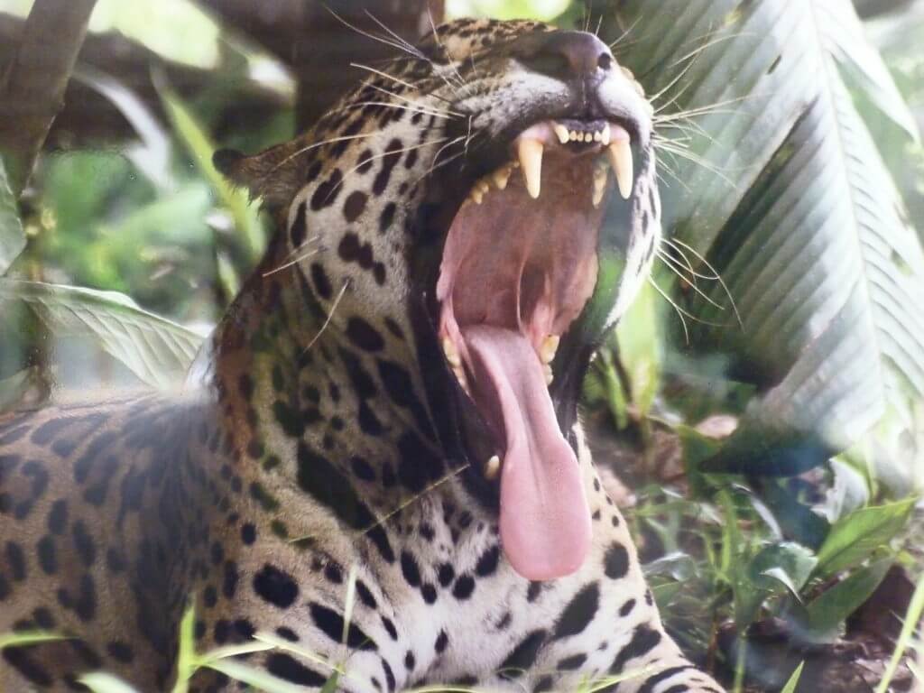zoo-le-carbet-martinique (7)