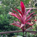 Belle Martinique