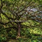 jardin de l'habitation céron - Jardin Martinique