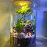 bulle-de-vert-terrariums-fort-de-france-martinique