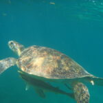 Belle Martinique