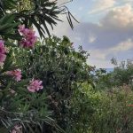 Belle Martinique