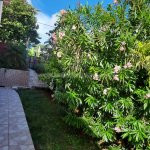 Belle Martinique