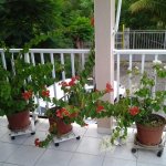 Belle Martinique