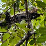 Eden Sea Evasion - excursion - peche - relever casier - langouste - le robert - le francois - balade en mer - martinique - antilles - caraibes