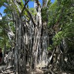 Excursion-bateau-aux-ilets-Exotic-Vibes-Martinique