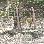 Belle Martinique