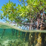 Ciric Tour - mangrove - nature - sortie en mer - fort de france - ducos - martinique - antilles - caraibes
