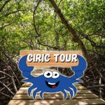 Ciric Tour - mangrove - nature - sortie en mer - fort de france - ducos - martinique - antilles - caraibes