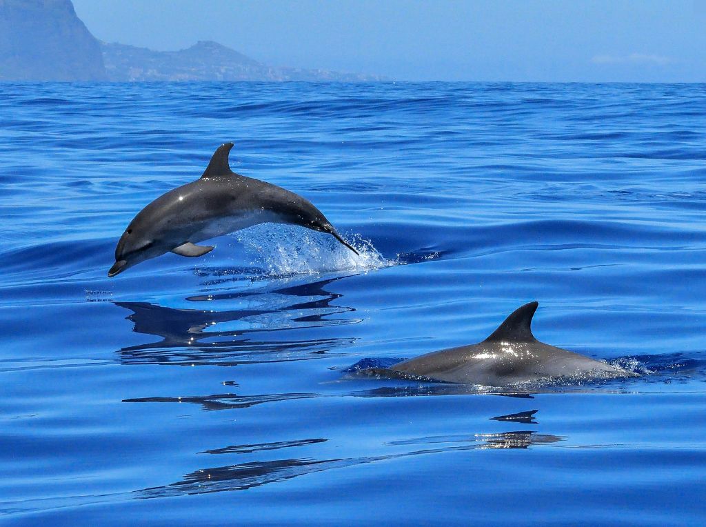 Dauphins et tortues Martinique