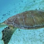 Celvine croisière en catamaran en Martinique, les Grenadines, Caraïbes Nord