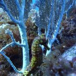 Plongée Madiana Blue Plaisir - club de plongee - plongee en mer - diamant - rocher - martinique - antilles - caraibes