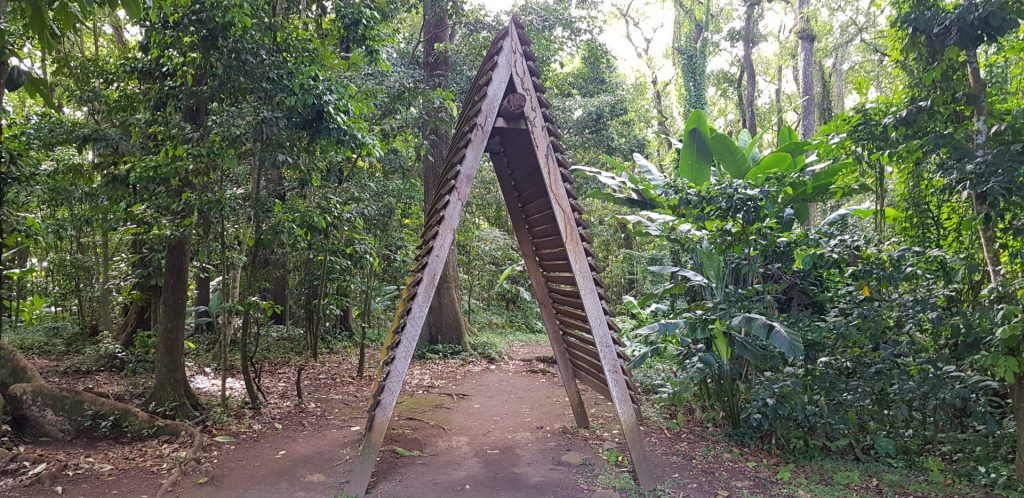 Randonnée-forêt-de-montravail-martinique