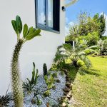 Belle Martinique