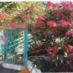 Belle Martinique