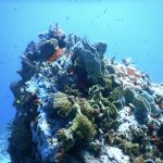 Belle Martinique