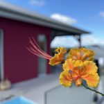 Belle Martinique
