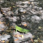 Iguane Péyi