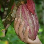 Belle Martinique