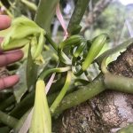 Kaz à Vanilles - production - visites - ecomusée - Trinité - Martinique - Antilles - Caraibes