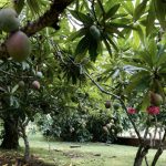 Le Domaine de Joedan, lieu à visiter Le François Martinique