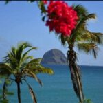 Belle Martinique