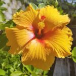 Belle Martinique