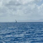 Belle Martinique