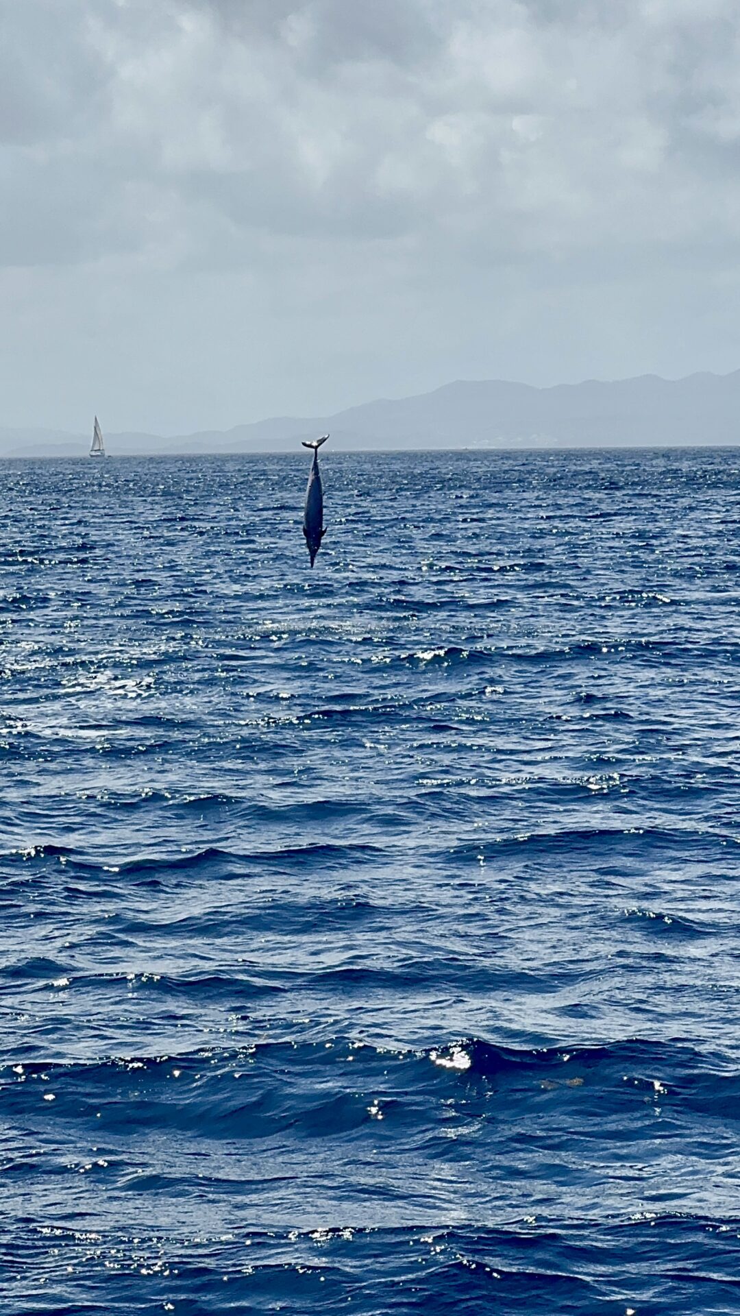 Belle Martinique