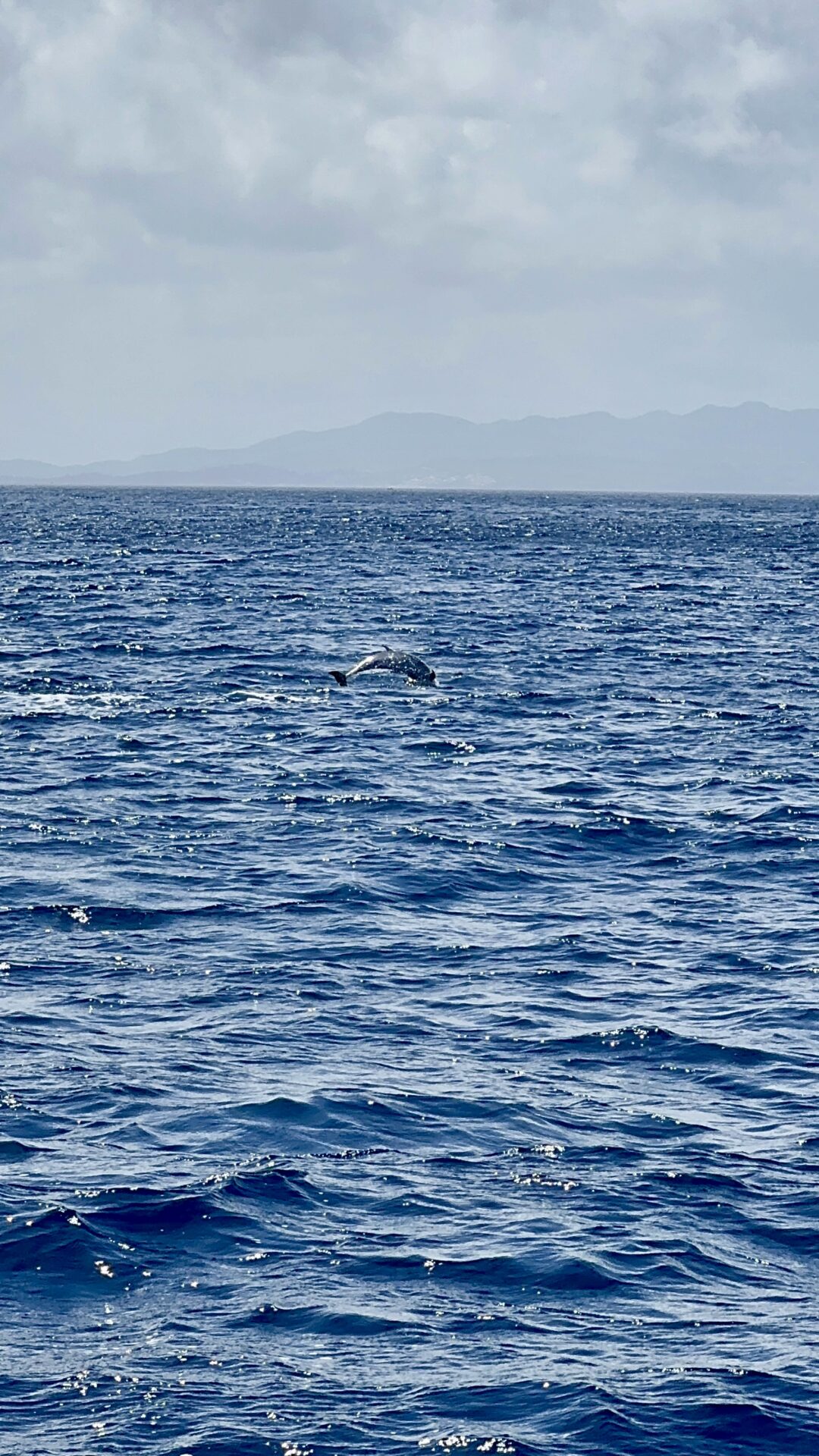 Belle Martinique