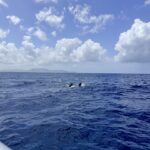 Belle Martinique