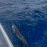 Belle Martinique