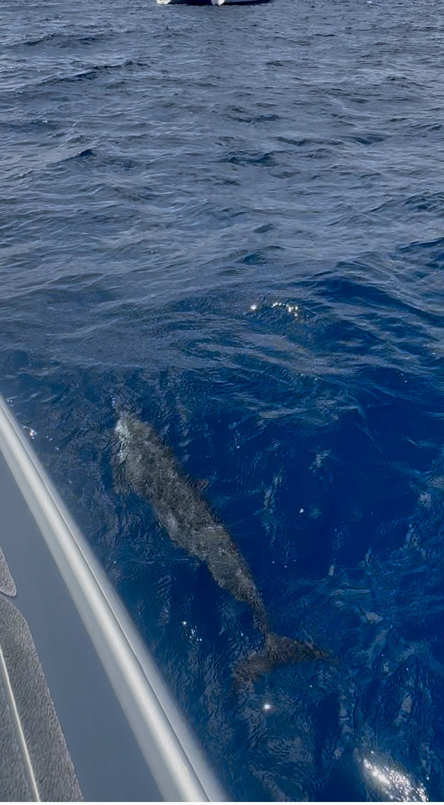 Belle Martinique
