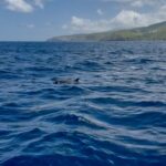 Belle Martinique