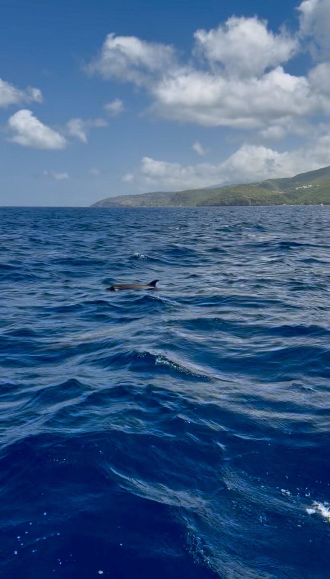 Belle Martinique