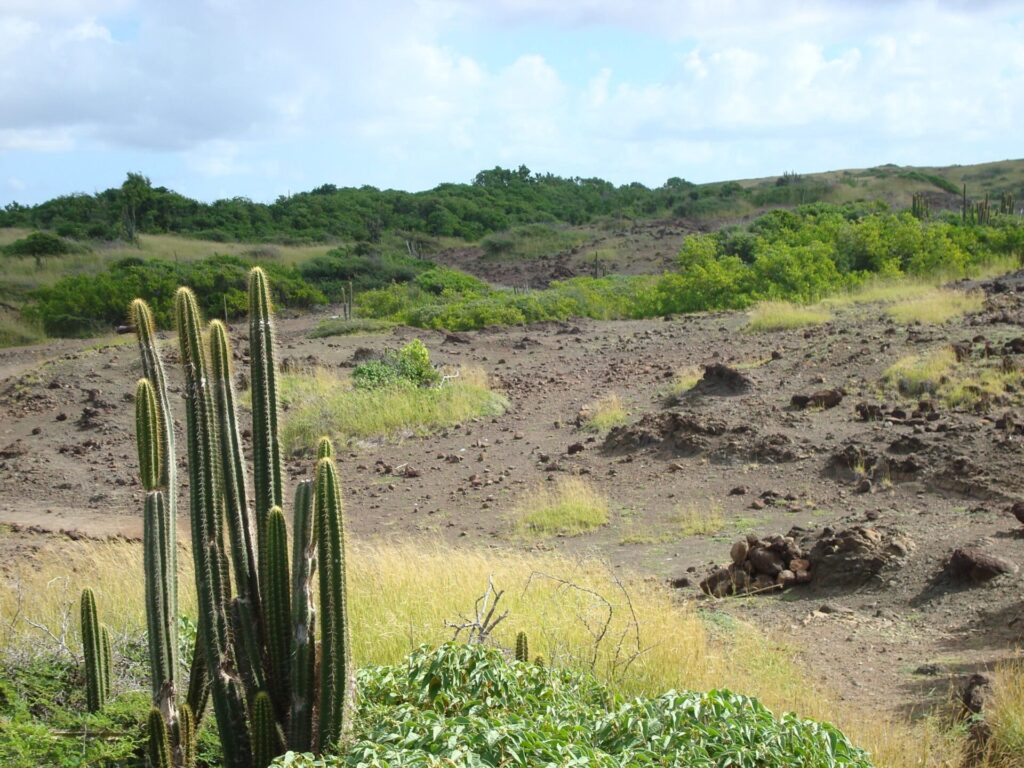 paysage-savane-petrifications