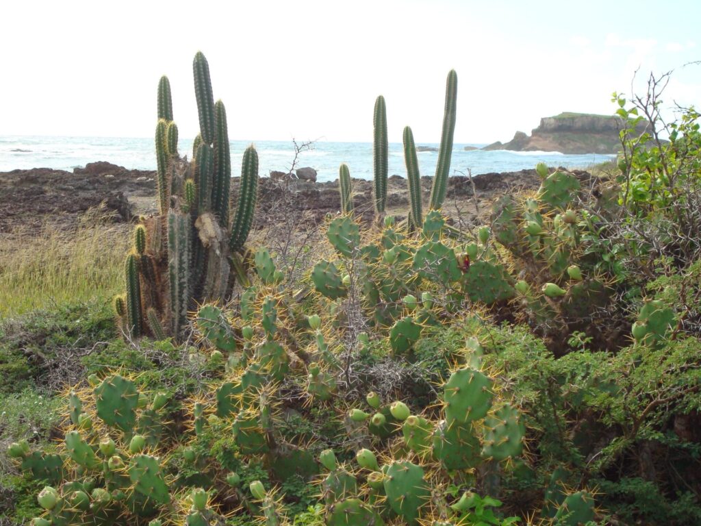 savane-des-petrifications