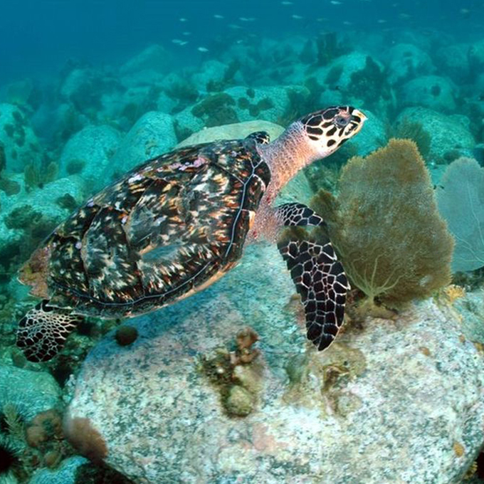 tortue-marine-anses-d-arlet-martinique.-bis