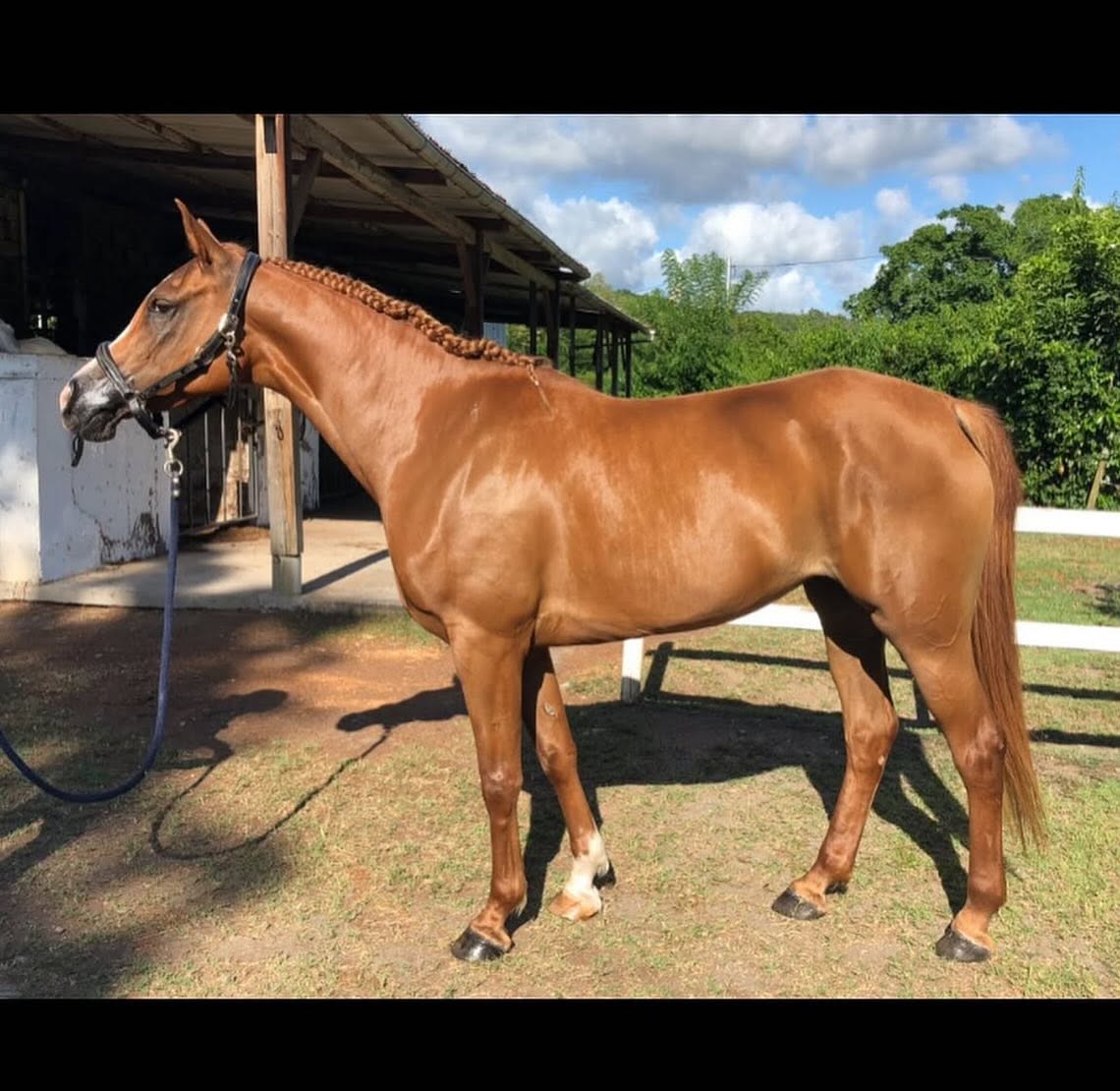 Centre Equestre Le Diamant - CED - Le diamant - Cheval - equitation - martinique - antilles - caraibes